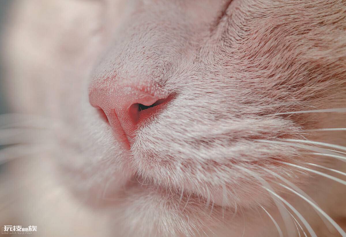 猫咪鼻子干是什么原因引起的(猫咪鼻子发干是生病表现吗)-图片3